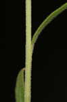 Lanceleaf blanketflower